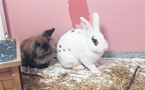 Meleficent (links) und Eumel sind dicke Freunde geworden. Foto Re