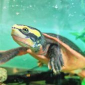 Rotbauch-SpitzkopfschildkröteKurt sucht warmes Zuhause