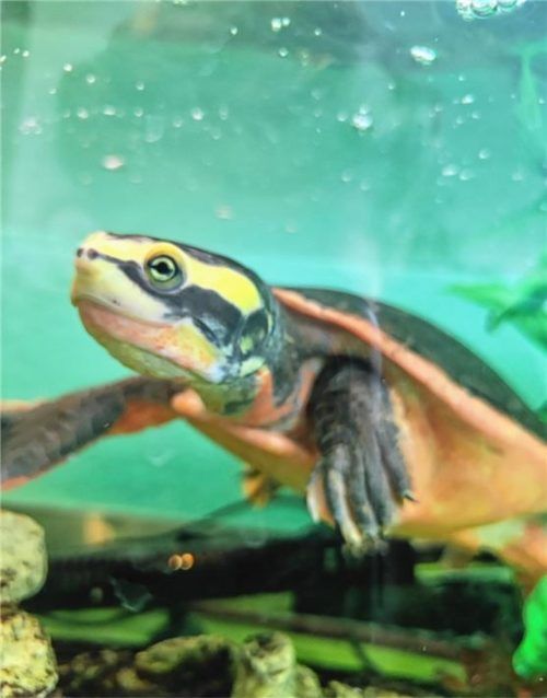 Schildkröte Kurt sollte in einem eigenen Aquarium untergebracht sein. Foto  re