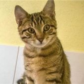 Ein notwendiger Tag für das Tierheim