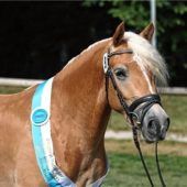 Große Haflinger-Prämierung zum Jubiläum