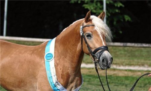 Siegerstute "GiorgiaG" aus der bayerischen Landesschau 2023 von Besitzer Sebastian Grandauer aus Nußdorf will sich auch in Bad Feilnbach von ihrer besten Seite zeigen. Foto Haflinger Zucht Vereinigung Oberland