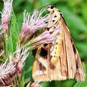 „Russischer Bär“ im Chiemgau gesichtet