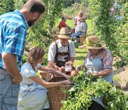 Unter Anleitung der Hallertauer Profis konnten die Besucher selbst zupfen.