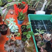 Pflanzentauschaktion für jedermann