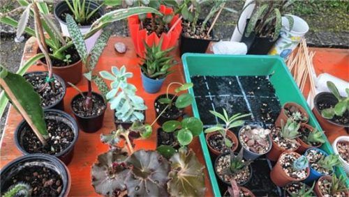 Zu viele Ableger, zu viele Tulpenzwiebeln oder zu große Gewächse: Beim großen Pflanzentauschmarkt des Rosenheimer Vereins „Die Vielfaltsmacher“in Kolbermoor wird Besitzern und Abnemhern geholfen. Foto  re