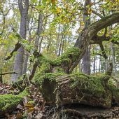 Waldbericht: Sorge ums grüne Herz
