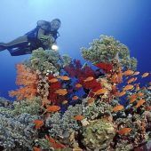 Wie Forscher die Korallenriffe retten wollen
