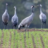 Kraniche im Anflug auf Bayern