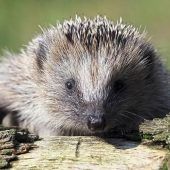 Borna-Virus bei Igeln nachgewiesen