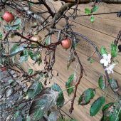 Frühlingsblüten am Apfelbaum