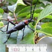 Kontrollen in privaten Gärten angekündigt