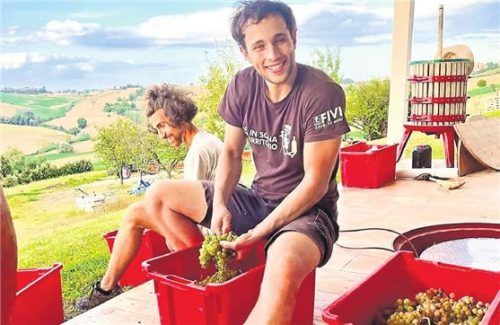 Auf dem Weingut Tenuta San Marcello sind alle Gäste eingeladen, tief in die Faszination der Weinherstellung einzutauchen und mitzuhelfen.