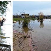 Burgunderblutalge lebensgefährlich