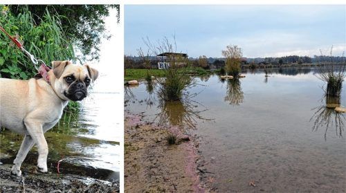 Besonders für kleine Kinder und Hunde lebensgefährlich: Der Kontakt mit dem Höglinger Weiher soll weiterhin unbedingt vermieden werden. Foto Holger Hollemann (dpa)/Hadersbeck