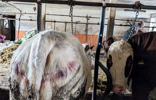 „Der Stall wirkt verdreckt“, klagt Peta. Die herumliegende Folie der Siloballen (im Bildhintergrund links) zu entfernen, war für die Nachbarn Minutensache. Foto Peta