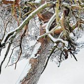 Bäume in vielen Facetten