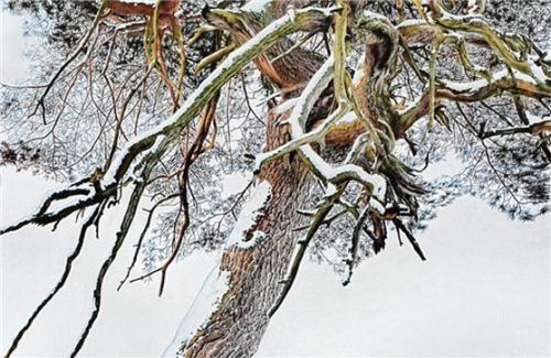 Detailreiche Bunststiftzeichnung: „Verschneite Kiefer“ von Gunnar Matysiak. re