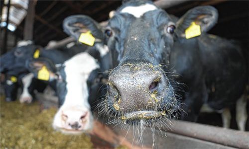 Die gesellschaftliche Akzeptanz tierischer Erzeugnisse wird in Zukunft wohl weiter sinken – für die Landwirte werden die Herausforderungen dadurch weiter steigen. Foto dpa