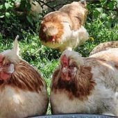 Malen und Basteln für Rassegeflügelschau