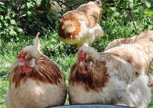 Ein Vorschlag für ein Motiv: Gesucht wird das beste Bild zum Thema „Hühner, Tauben, Enten & Co.“ Foto re