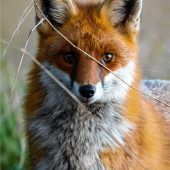 Kritik am Kopfgeld auf Füchse