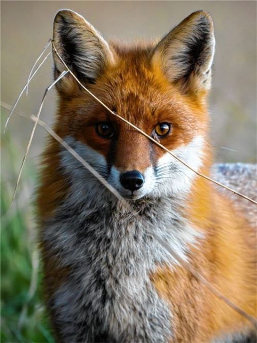 Für die Abgabe eines toten Fuchses erhalten die Jäger im Landkreis Rosenheim zehn Euro – diese Fuchsprämie ist trotz ihrer Funktion nicht ganz unumstritten. Foto dpa