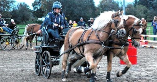 Für „Heiße Räder“ sorgte dieses Zweier-Haflinger-Gespann mit Johannes Kirchberger und Georg Heiß bei einem Zeitfahren.