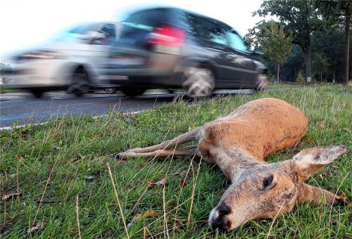 Im Herbst kommt es auch in der Region wieder vermehrt zu Wildunfällen. Wenn Autofahrer in brenzlige Situationen kommen, sollten sie auf keinen Fall versuchen, den Tieren auszuweichen, denn das kann schlimmste Folgen haben. Foto dpa
