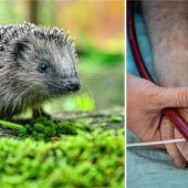 Lebensgefährlicher Bornavirus: Auch Igel infiziert – so ist die Lage in der Region