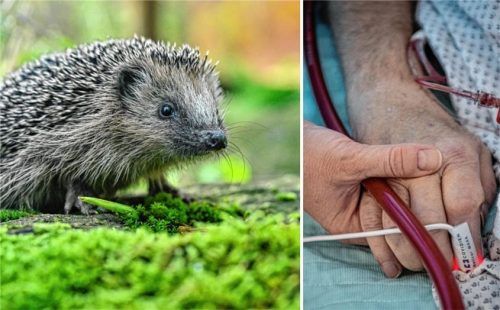 In Bayern wurden erste Igel mit einer Bornavirus-Infektion entdeckt. Bei Menschen endet eine Infektion in der Regel tödlich. (Symbolfoto) Foto Boris Roessler/Patrick Pleul/dpa