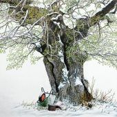 Von der Burglinde und zahlreichen Winterbäumen