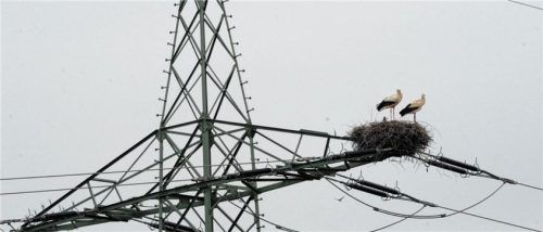 Störche auf Stromleitungen sollen für große finanziellen Schäden in Siegsdorf verantwortlich sein. Foto Patrick Seeger/dpa