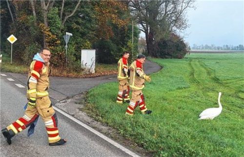 Verkehrslenkung mal anders: Mitglieder der Feuerwehr Heufeld geleiten den Schwan auf eine Wiese. Foto Freiwillige Feuerwehr Heufeld