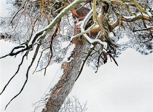 „Verschneite Kiefer“ von Gunnar Matysiak.Foto re