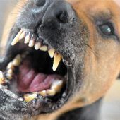 Hundehalter streiten vor Gericht