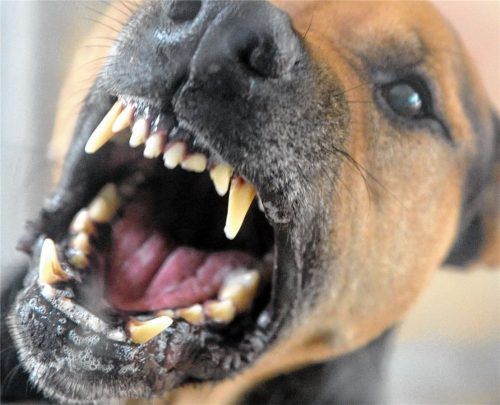 Was ist bei der vermeintlichen Hundeattacke 2023 wirklich passiert? (Symbolbild) Foto Soeren Stache