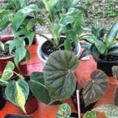 Pflanzen tauschenstatt wegwerfen