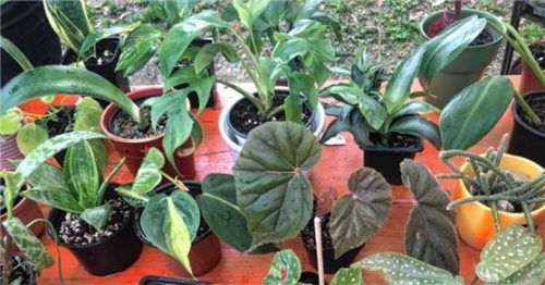 Wer nichts zum Tauschen hat, kann die Pflanzen gegen eine Spende auch erwerben. Foto re