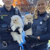 Welpen-Mafia ertappt