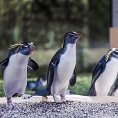 Pinguine sind zurück in der Polarwelt