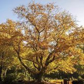 Kritik am Baum des Jahres