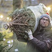 Christbäume werden heuer etwas teurer