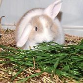 Kaninchen in der Mülltonne