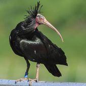 36 junge Waldrappe erreichen Spanien