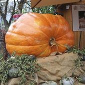 Rekordkürbis begeistert die Haderner