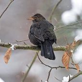 Erster Wintervogel-Atlas geplant