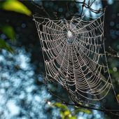 Filigranes Kunstwerk der Natur