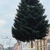 Der Rosenheimer Christbaum ist da
