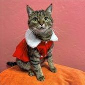 Adventsmarktim Tierheim